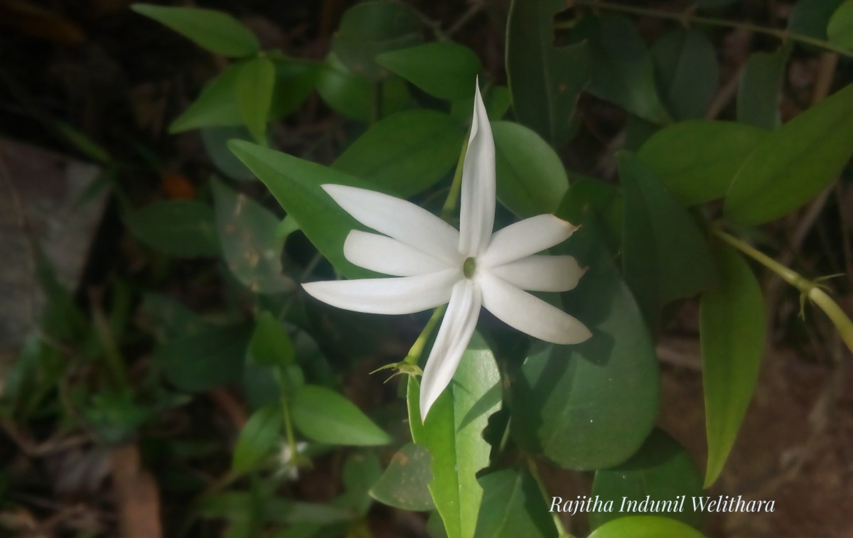 Jasminum angustifolium (L.) Willd.